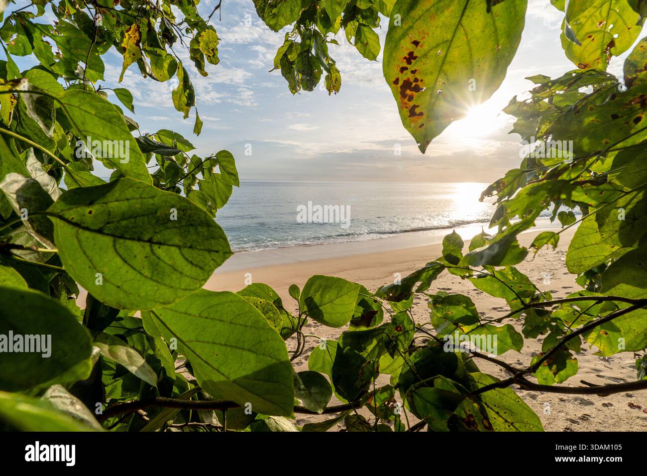 Cornice naturale di foglie verdi su una tranquilla spiaggia di sabbia con impronte visibili durante l'ora d'oro. Evoca pace, fuga e vacanza tropicale. Foto Stock