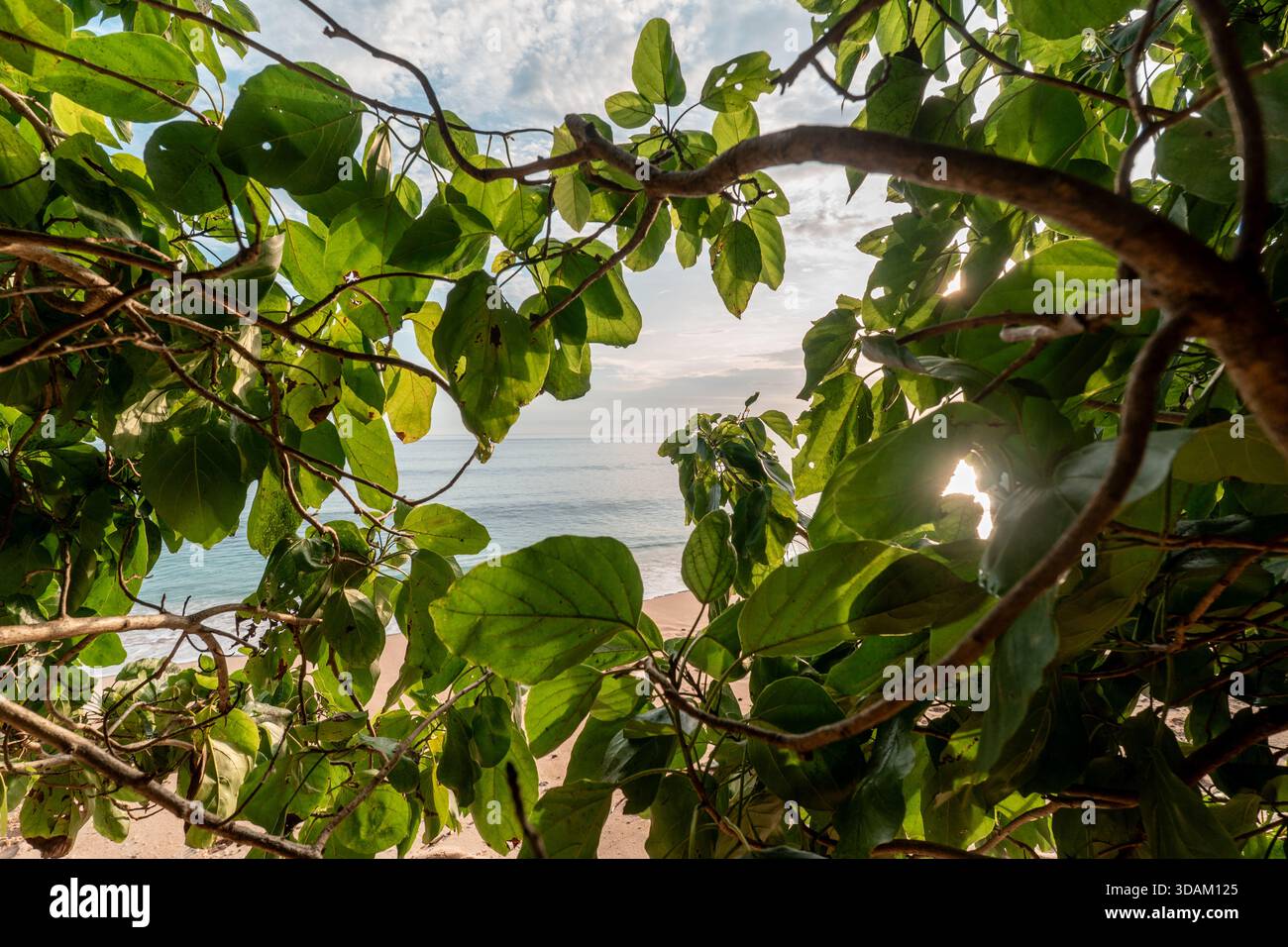 Cornice naturale di foglie verdi su una tranquilla spiaggia di sabbia con impronte visibili durante l'ora d'oro. Evoca pace, fuga e vacanza tropicale. Foto Stock