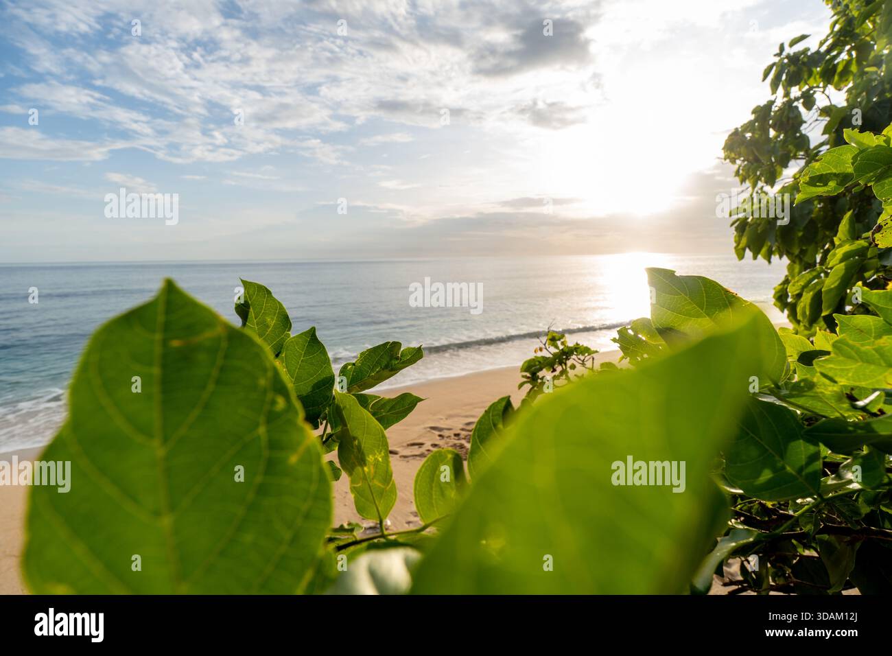 Cornice naturale di foglie verdi su una tranquilla spiaggia di sabbia con impronte visibili durante l'ora d'oro. Evoca pace, fuga e vacanza tropicale. Foto Stock