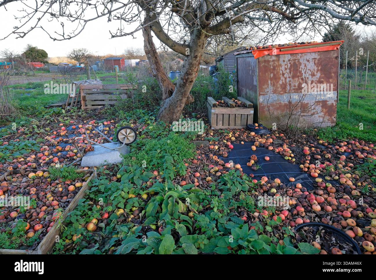 terreno di assegnazione invernale, agente di melton, norfolk settentrionale, inghilterra Foto Stock