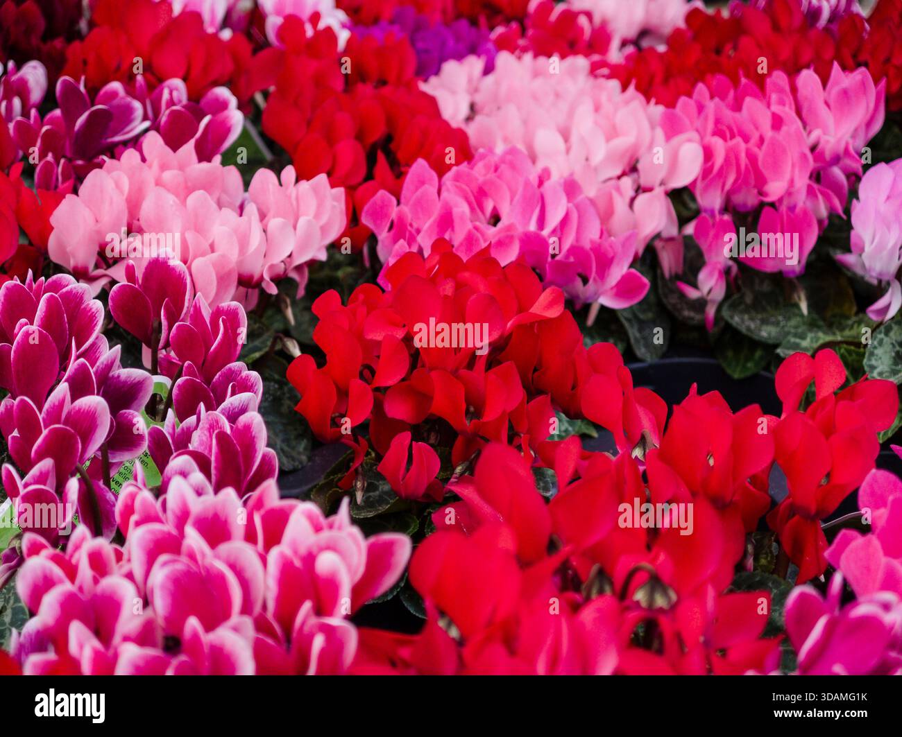 Cyclamen micro, Llucmajor, Mallorca, spagna Foto Stock