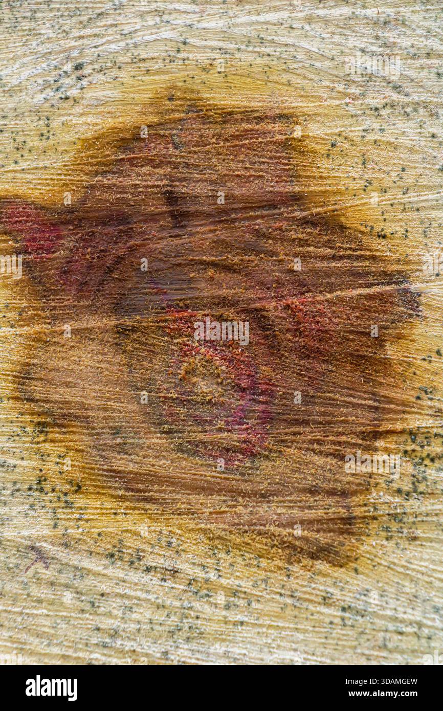 Foto macro che cattura la texture dettagliata di una superficie in legno intemprata, caratterizzata da un nodo scuro prominente e linee di grana vorticose. L'immagine mostra Foto Stock
