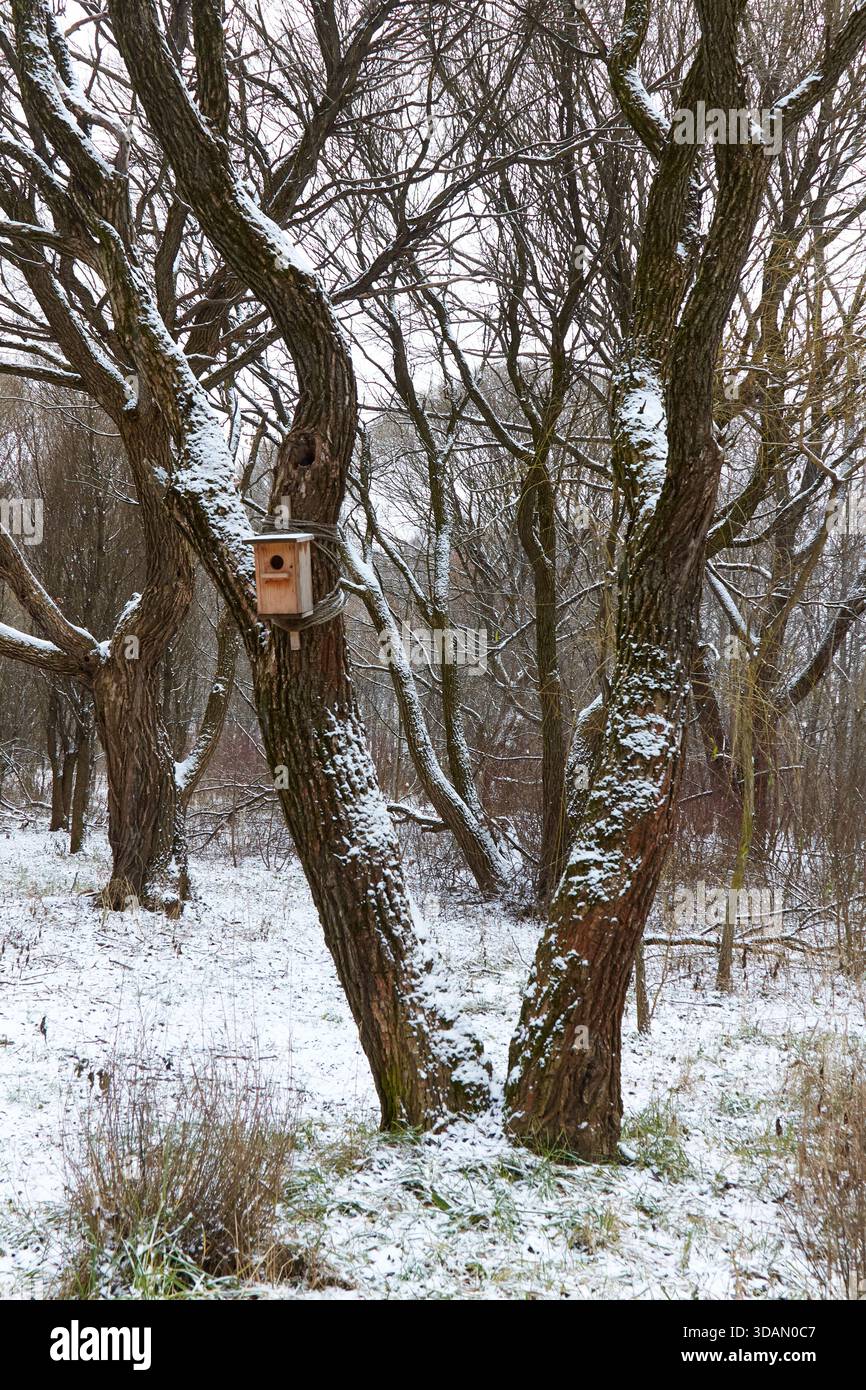 Alberi spolverati di neve presentano una casa per uccelli tra i rami, che esalta la tranquilla scena invernale e fornisce rifugio alla fauna selvatica locale in natura Foto Stock