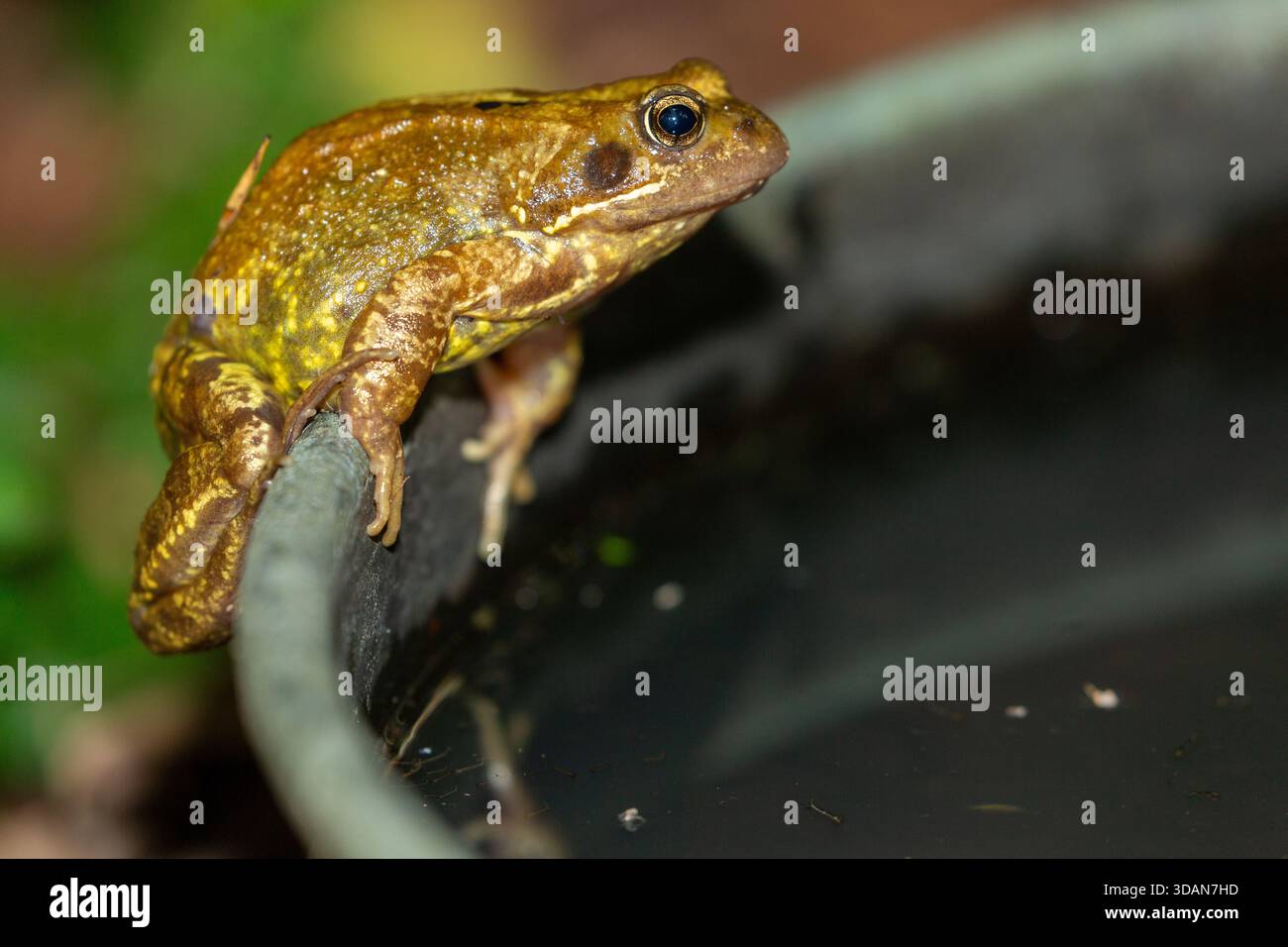 Una rana comune (Rana temporaria) arroccata sul bordo di un piccolo laghetto da giardino. Foto Stock