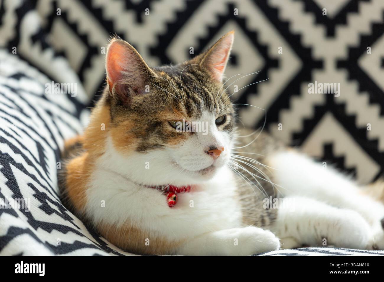 Un ritratto di un bellissimo gatto dalla panna corta sdraiato su un divano Foto Stock