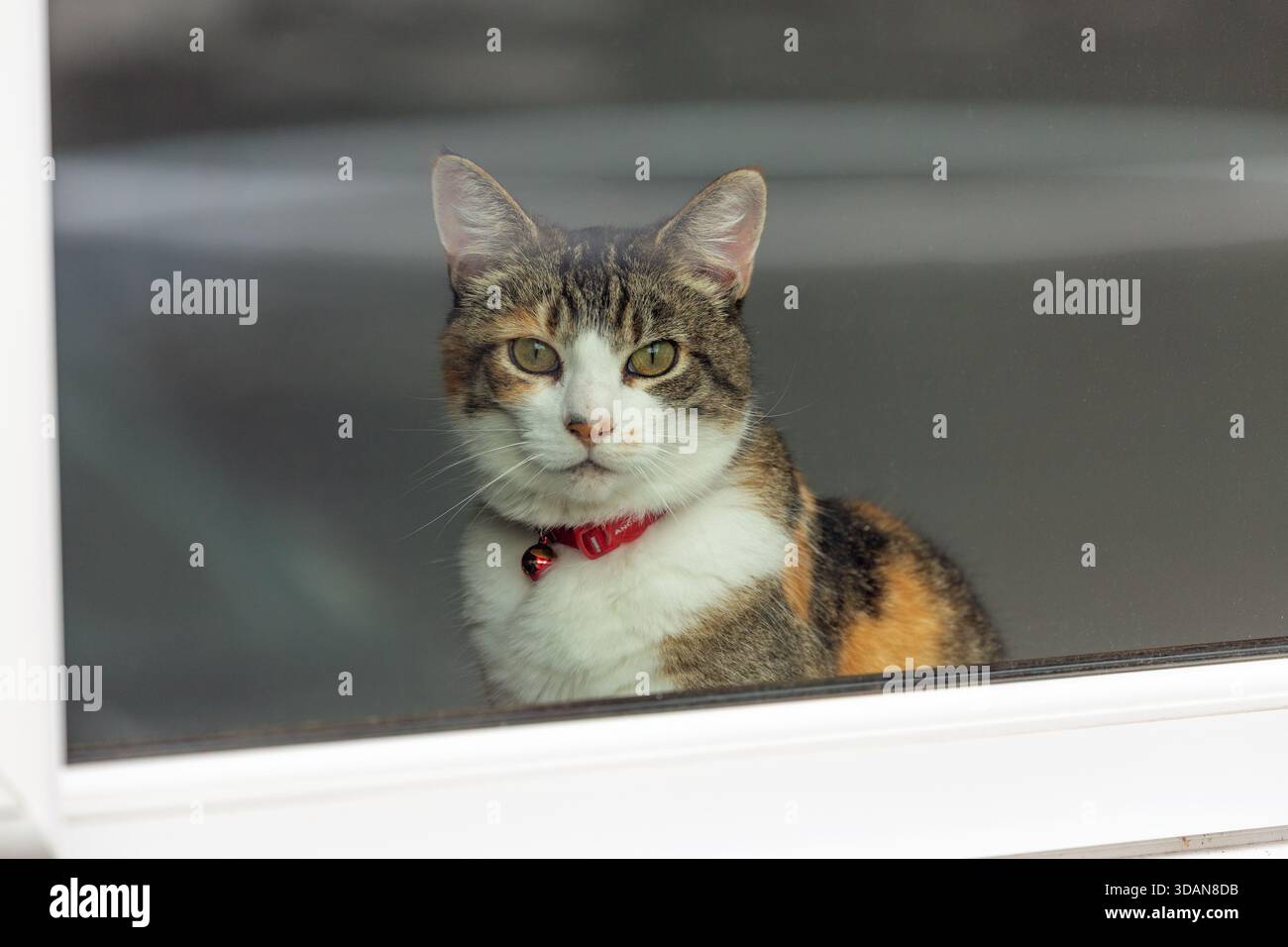 Un gatto domestico che guarda fuori dalla finestra di una casa Foto Stock