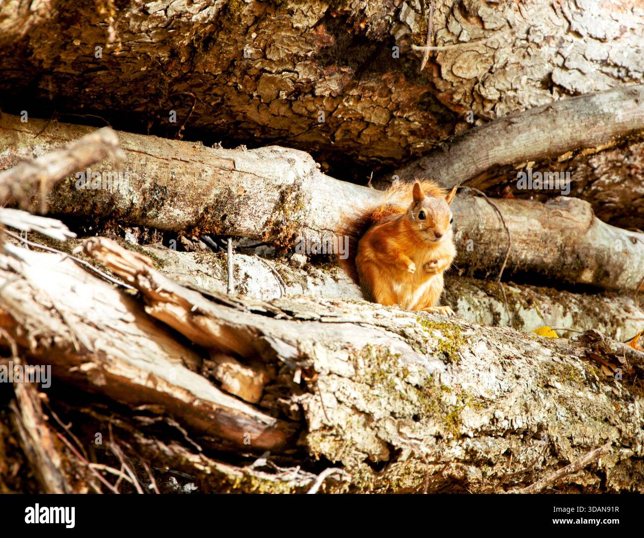 Scoiattolo che guarda verso la telecamera tra tronchi d'albero caduti nella foresta Foto Stock