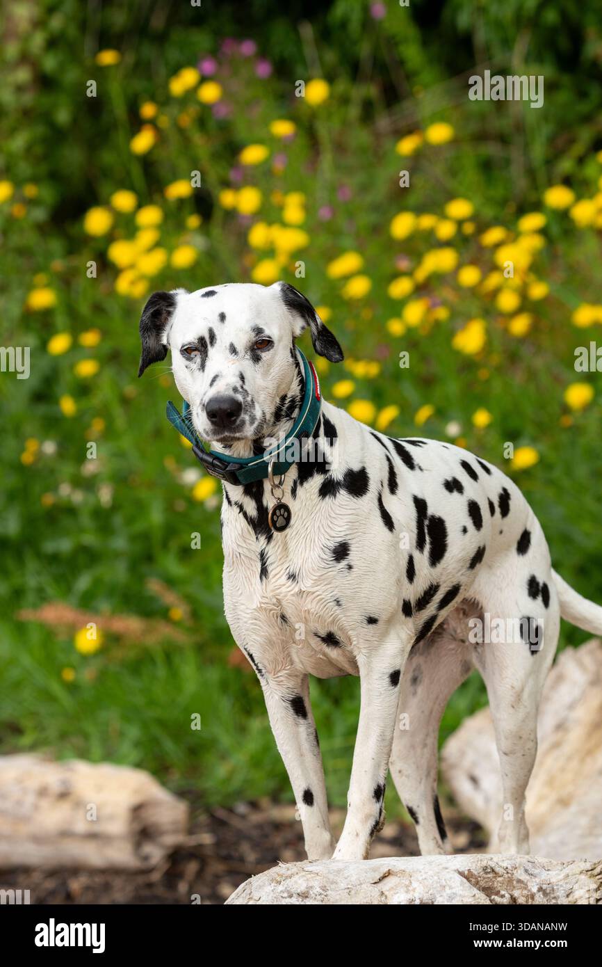 Ritratto di un cane dalmata Foto Stock