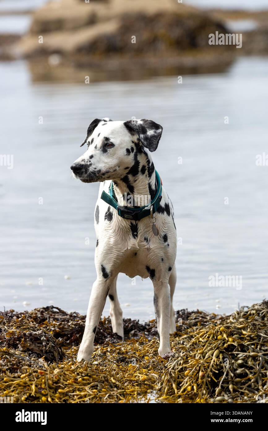Un cane dalmata in piedi su alghe al mare, Fife, Scozia Foto Stock