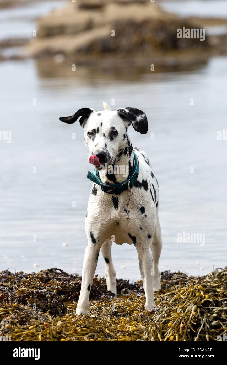 Un cane dalmata in piedi su alghe al mare, Fife, Scozia Foto Stock