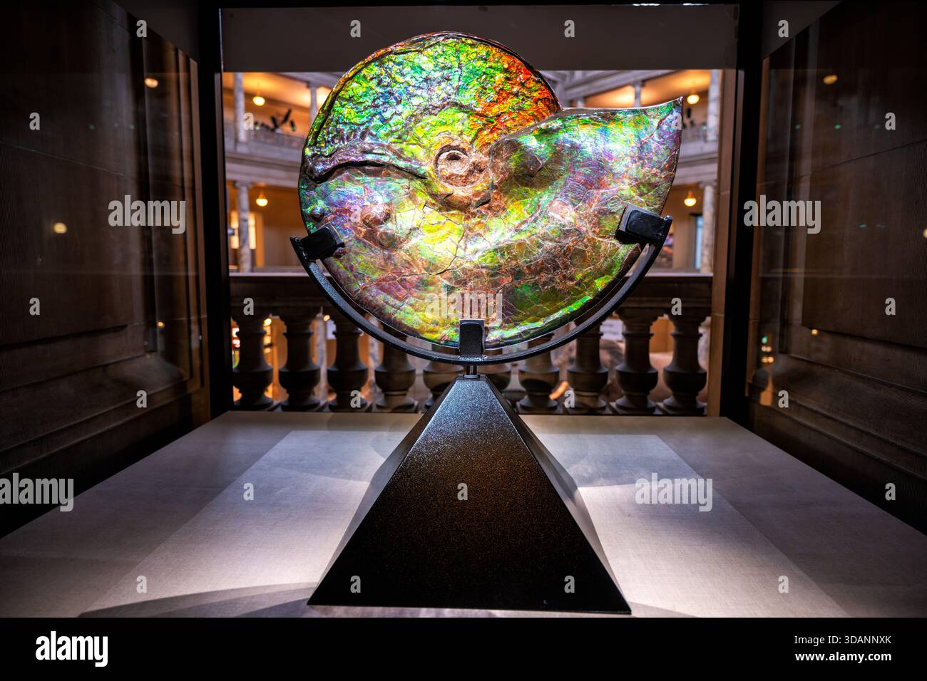 Smithsonian Natural History Museum Ammonite Fossil Washington DC | WASHINGTON D.C., Stati Uniti — un iridescente fossile di ammoniaca Placenticeras meeki, di circa 71 milioni di anni, brilla di colore arcobaleno nelle gallerie fossili dello Smithsonian National Museum of Natural History. Estratto dai depositi del Cretaceo superiore in Alberta, Canada, il guscio del cefalopode estinto deve la sua lucentezza opale agli strati di aragonite, un materiale venduto anche commercialmente come ammolite della gemma. Foto Stock