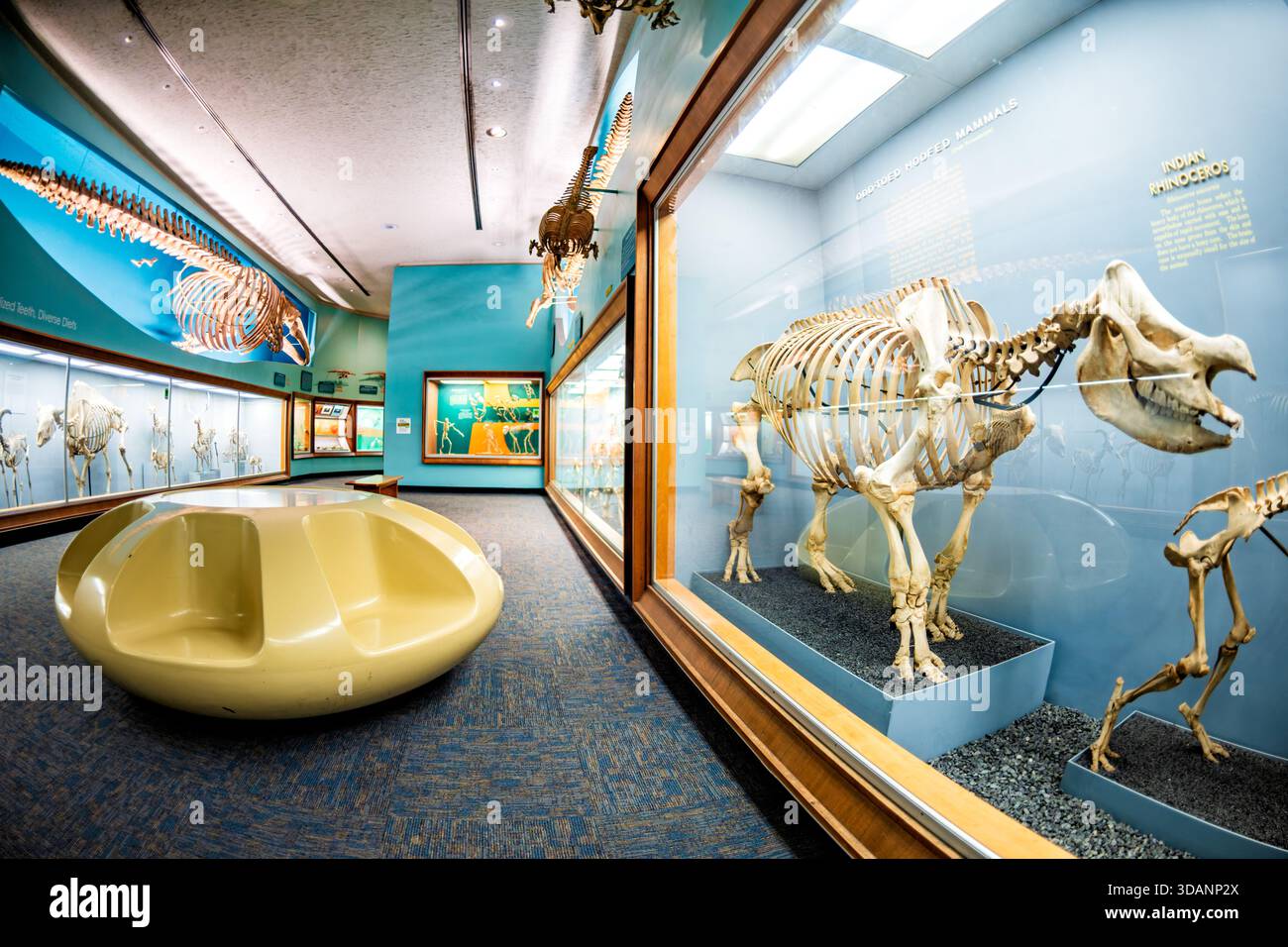 Smithsonian Natural History Museum Bone Hall Indian Rhinoceros Skeleton Washington DC // WASHINGTON DC — uno scheletro di Rhinoceros (Rhinoceros unicornis) è esposto nella Bone Hall dello Smithsonian National Museum of Natural History. Questa mostra mette in evidenza mammiferi con zoccoli dispari (ordine Perissodactyla), come tapiri, rinoceronti e cavalli, definiti da un'alluce centrale simmetrica grande che supporta la maggior parte del peso corporeo. Le sue ossa massicce riflettono le dimensioni sostanziali del rinoceronte; il suo corno cresce dalla pelle senza un nucleo osseo. Il museo, un centro leader per la ricerca di scienze naturali Foto Stock