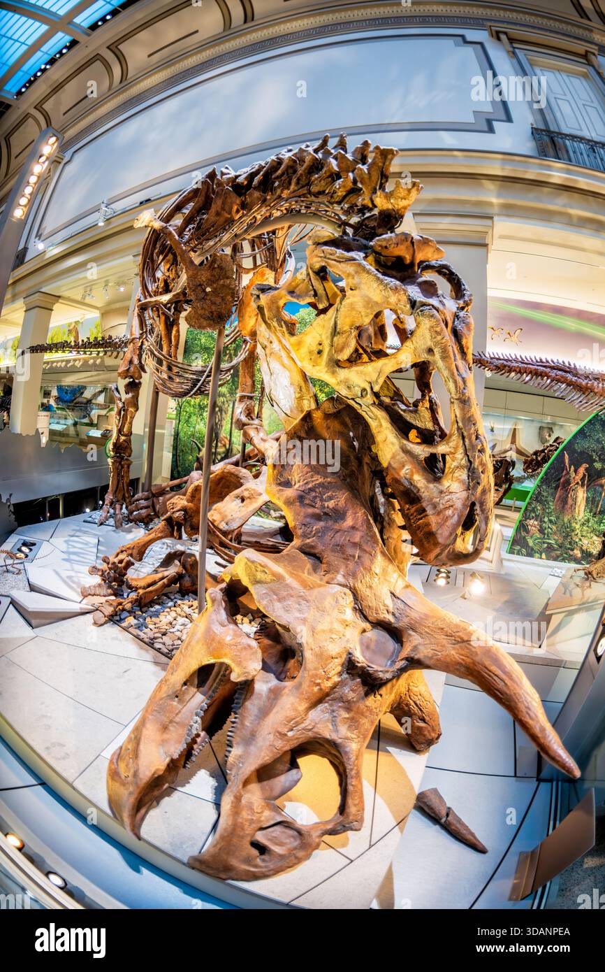 Smithsonian Natural History Museum Tyrannosaurus Rex Fossil Washington DC | WASHINGTON D.C., Stati Uniti — Uno scheletro di Tyrannosaurus rex mette il suo cranio verso la macchina fotografica nella David H. Koch Hall of Fossils - Deep Time allo Smithsonian National Museum of Natural History. Catalogato come USNM 555000, questo esemplare visse approssimativamente da 67 a 66 milioni di anni fa e classificato come il più grande predatore dell'era Cretacica occidentale del Nord America, raggiungendo fino a 42 piedi (13 m) di lunghezza. Un triceratops horridus, una delle sue specie di prede, si trova nelle vicinanze. Foto Stock