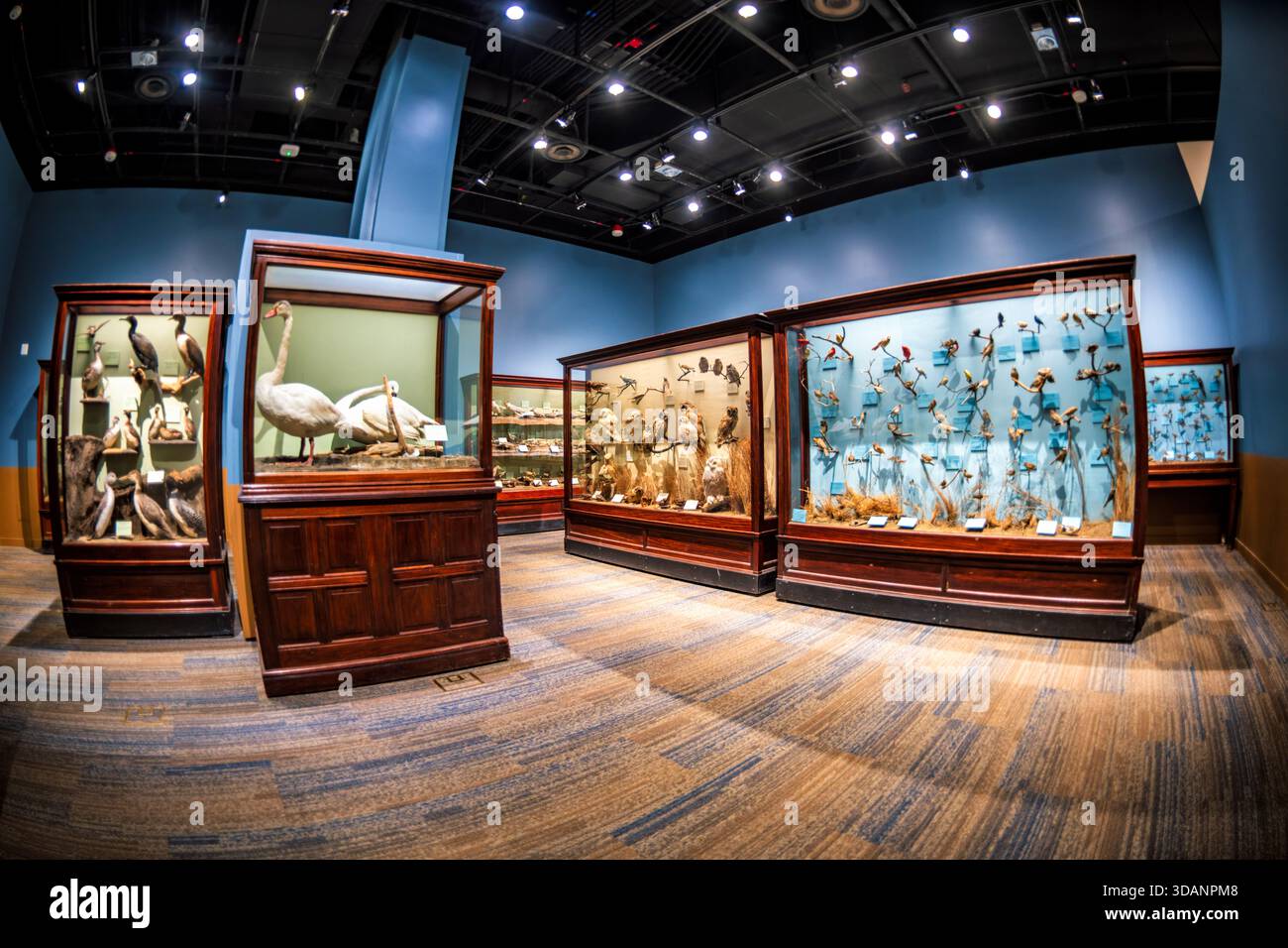 Smithsonian Natural History Museum Birds of the District of Columbia Exhibit Washington DC // WASHINGTON DC — The Birds of the District of Columbia Exhibit presso lo Smithsonian National Museum of Natural History mostra esemplari tassinati di specie aviarie native dell'area metropolitana di Washington D.C. Queste mostre dettagliate presentano un'ampia gamma di uccelli, tra cui uccelli acquatici, rapaci e vari uccelli canori, che forniscono informazioni sulla biodiversità locale. Il museo, una componente chiave dello Smithsonian Institution, si trova sul National Mall ed è dedicato a promuovere la comprensione di Foto Stock