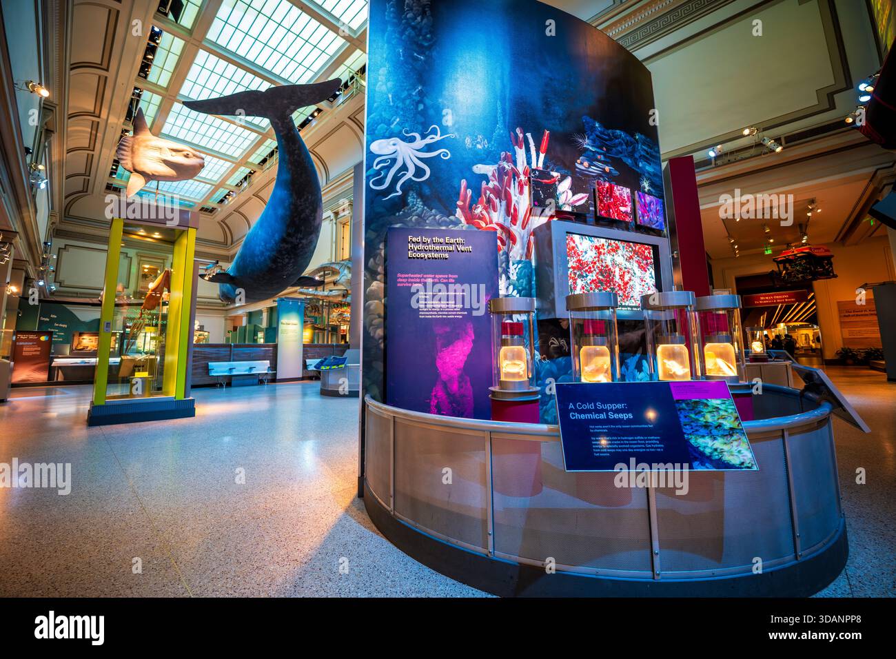 Smithsonian Natural History Museum Sant Ocean Hall Washington DC // WASHINGTON DC - la Sant Ocean Hall nello Smithsonian National Museum of Natural History presenta una vasta gamma di vita marina ed ecosistemi oceanici. A dominare la sala ci sono grandi modelli, tra cui una balena destra dell'Atlantico settentrionale di 50 piedi (15 metri) e un pesce sole. Mostre interattive, come Una cena fredda: Infiltrazioni di sostanze chimiche, tuffati in ambienti di acque profonde e sfiati idrotermali. La sala dispone anche di un modello del veicolo ROPOS azionato a distanza, che istruisce i visitatori sull'esplorazione e la conservazione degli oceani in questo Washington DC Foto Stock