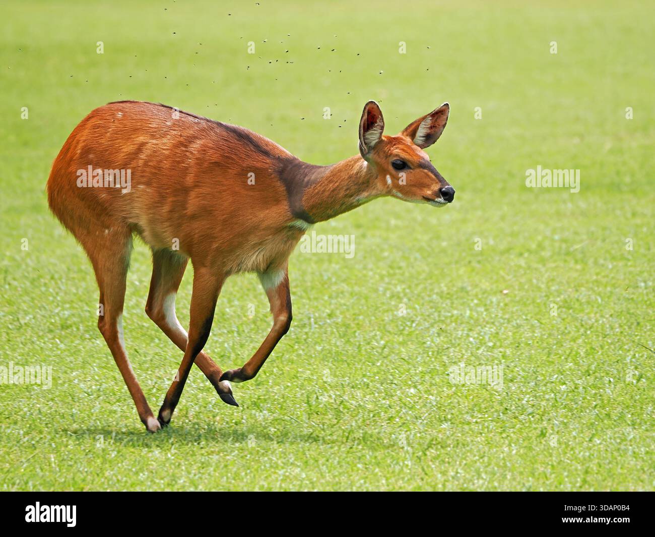 Femmina del nord o imbrattata Bushbuck (Tragelaphus scriptus) con nube di mosche che circondano l'erba corta al sole Mara Conservancies Kenya Foto Stock