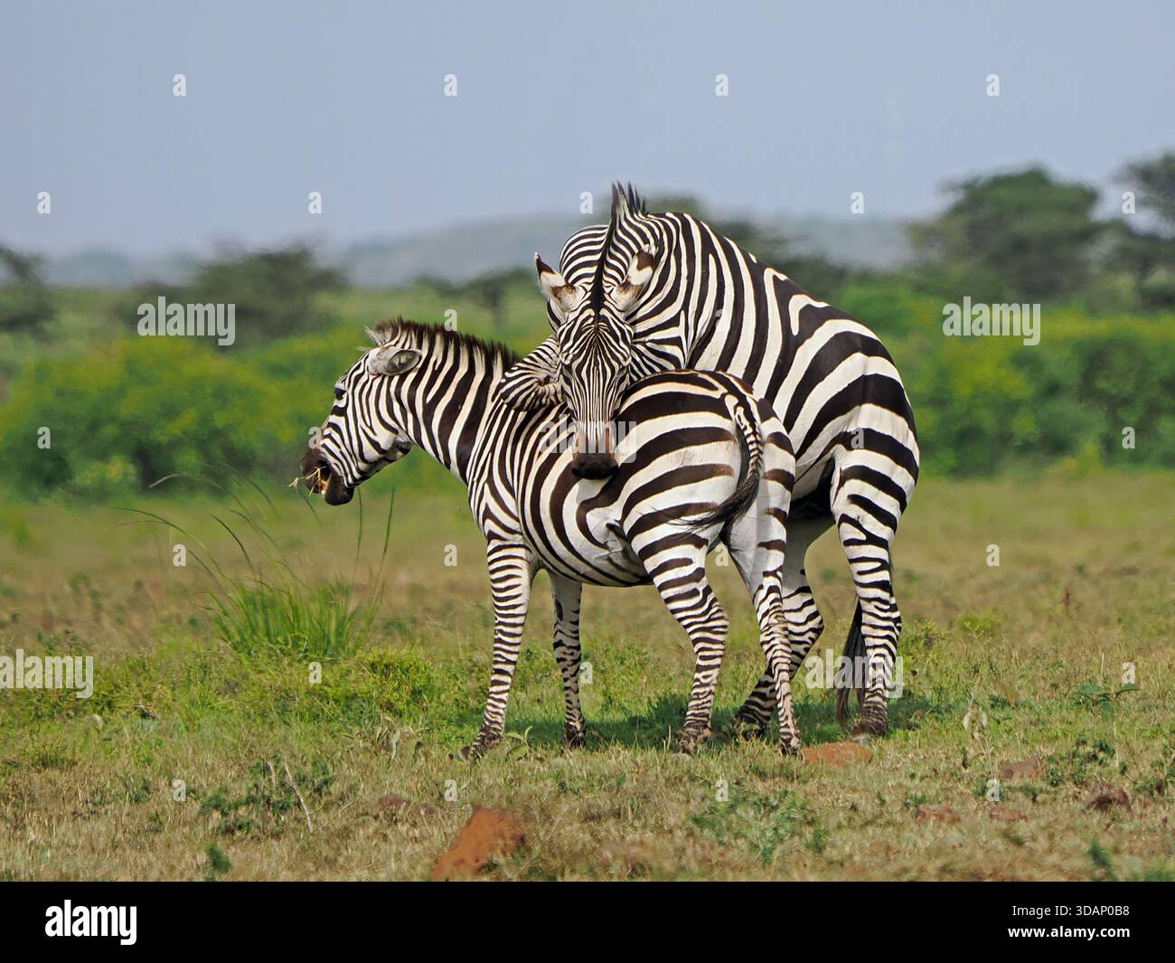 2 pianure o zebre di Burchell (Equus quagga) una dominante appoggiata saldamente sulla parte posteriore dell'altra in praterie sulle pianure della grande Mara Kenya, Africa Foto Stock