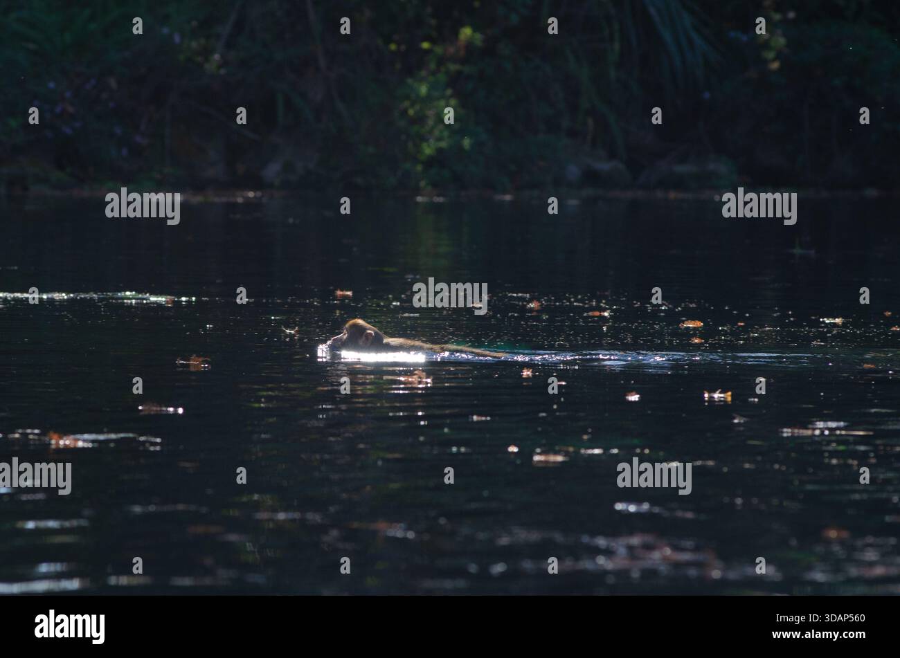 Una scimmia selvatica rhesus macachi, Macaca mulatta, nuota nel Silver River nel Silver Springs State Park, Florida, Stati Uniti Foto Stock
