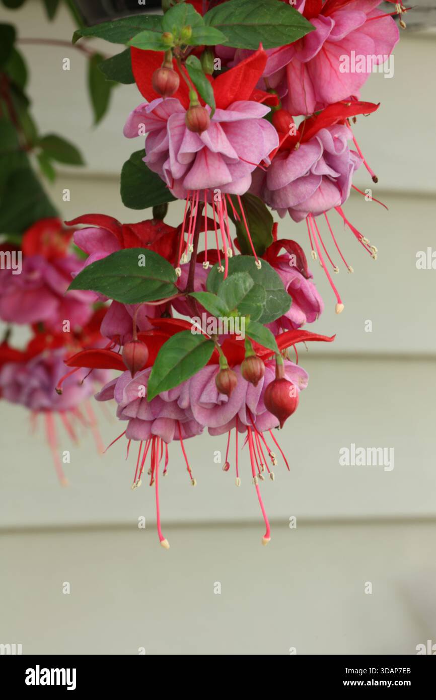 Una pianta ibrida di Fuchsia con fiori penzolanti viola e rosa e boccioli di fiori rossi appesi a un vaso, in primavera, a Trevor, Wisconsin, Stati Uniti Foto Stock