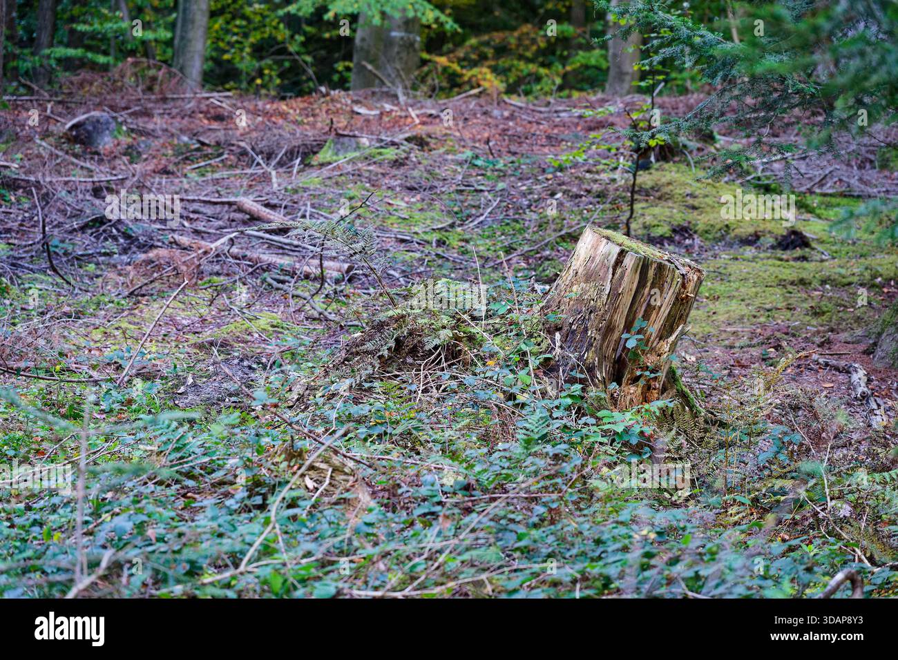 Un ceppo basso si trova tra i rami caduti e le foglie asciutte vicino a un sentiero stretto, il groviglio sembra ruvido silenzioso e vecchio e il legno tagliato attende sotto un pezzetto fresco Foto Stock