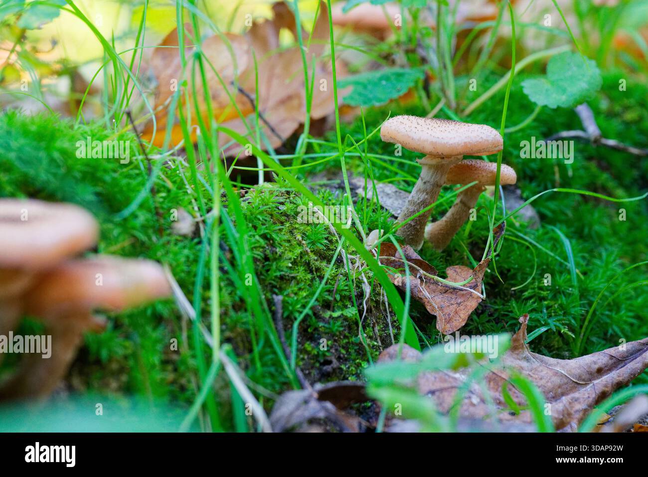 I funghi funghi del miele emergono dal terreno boschivo muschiato circondato da erba e foglie. Ideale per l'educazione alla natura, temi autunnali e immagini ecologiche Foto Stock