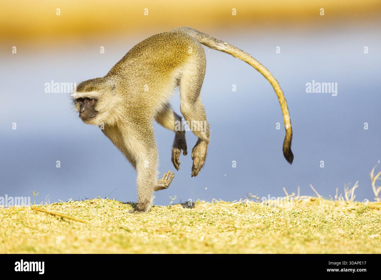 Vervet Monkey (Cercopithecus aethiops) South Luangwa NP Zambia August Foto Stock