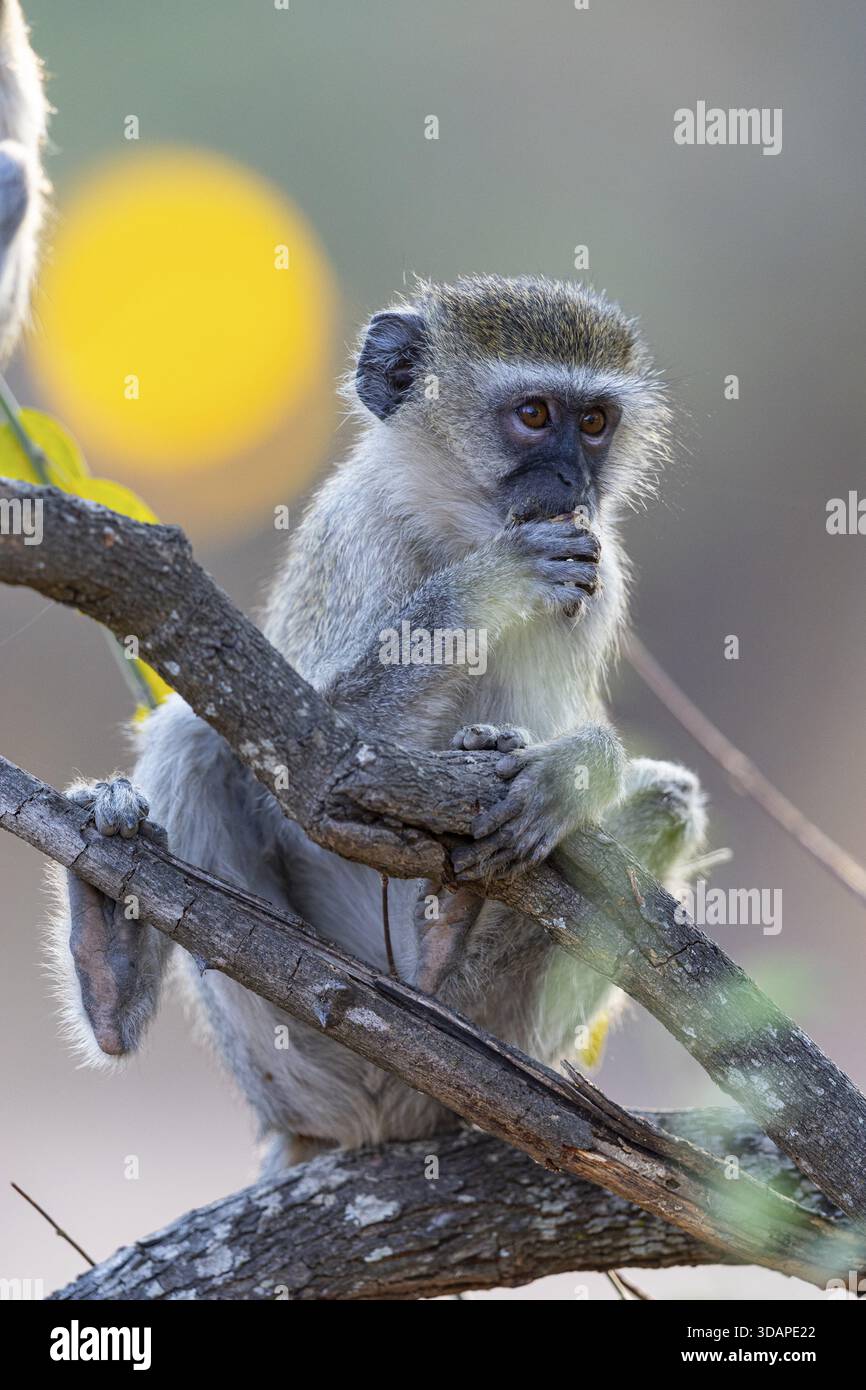 Vervet Monkey (Cercopithecus aethiops) South Luangwa NP Zambia August Foto Stock