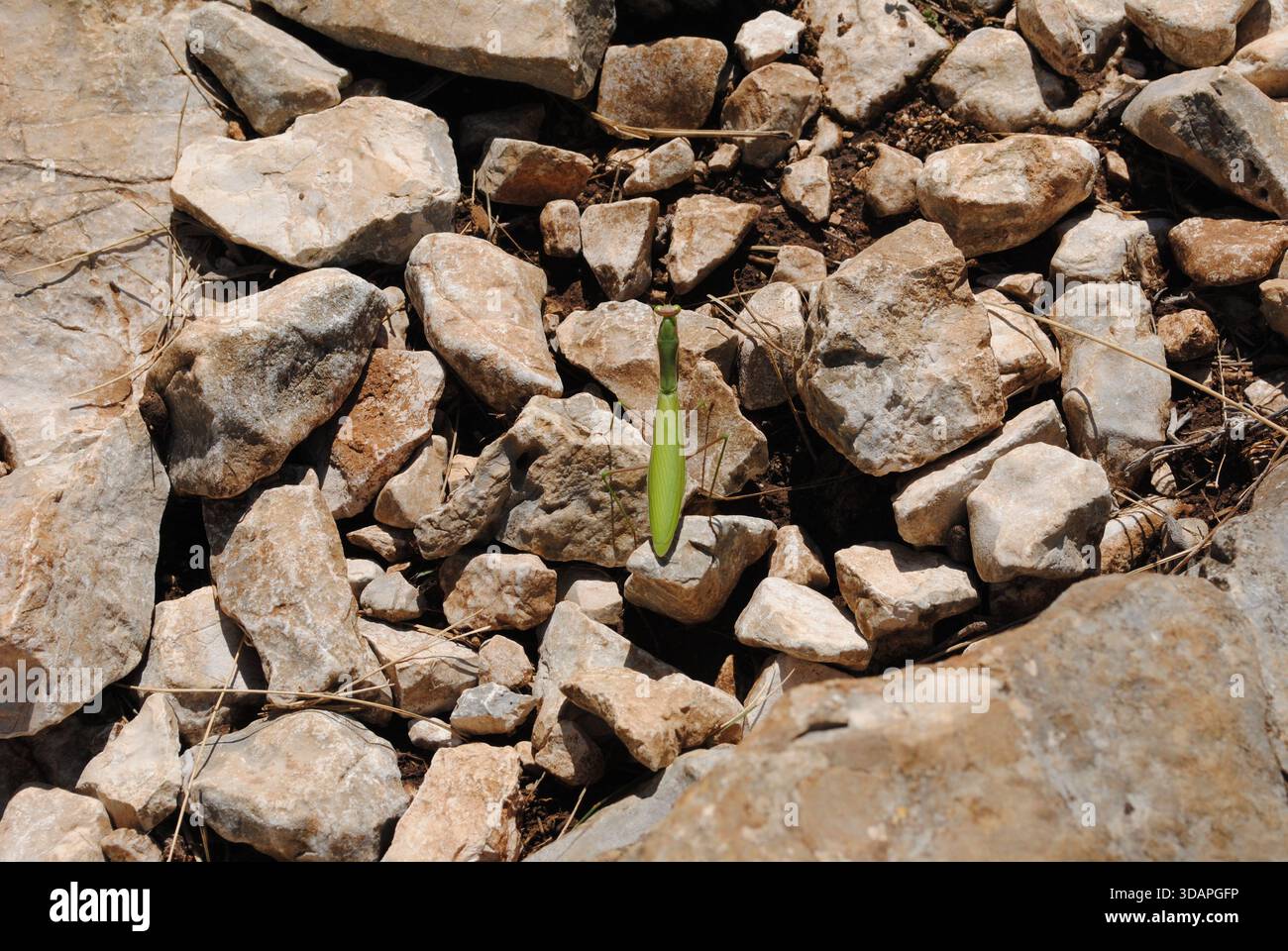 Una mancia di preghiera tra le pietre sembra una piccola pianta Foto Stock