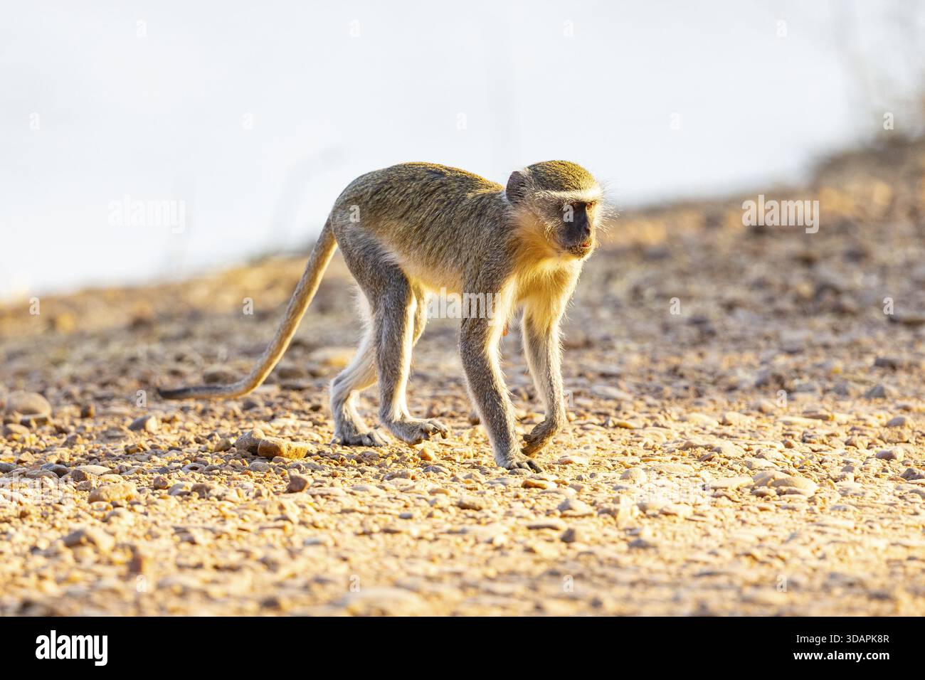 Vervet Monkey (Cercopithecus aethiops) South Luangwa NP Zambia August Foto Stock