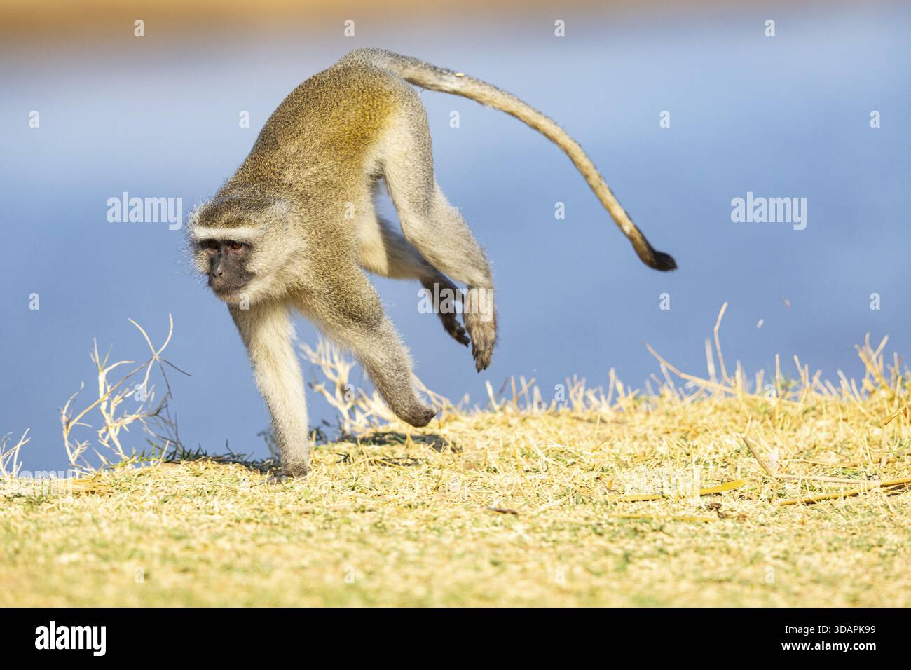 Vervet Monkey (Cercopithecus aethiops) South Luangwa NP Zambia August Foto Stock