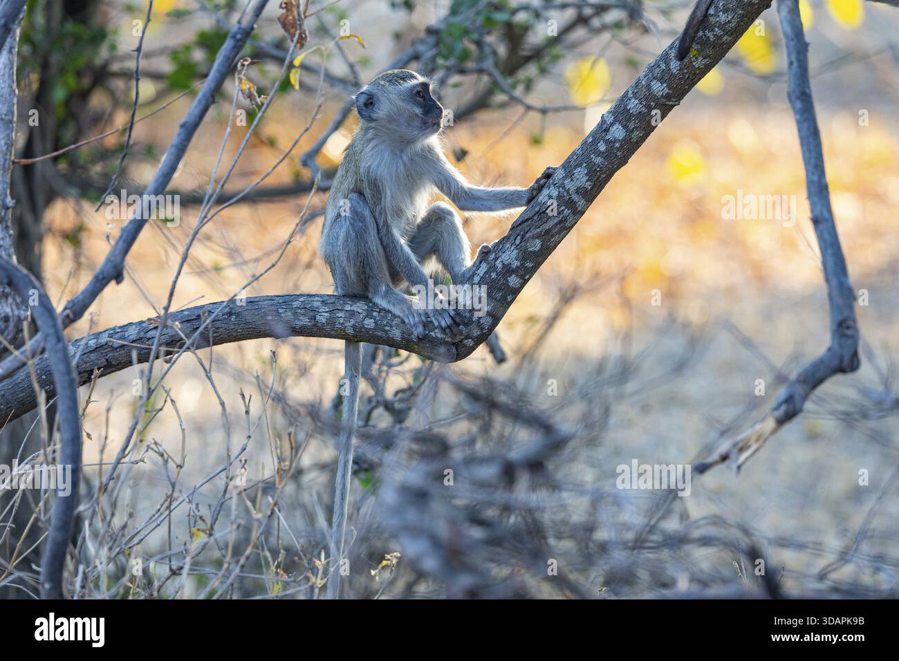 Vervet Monkey (Cercopithecus aethiops) South Luangwa NP Zambia August Foto Stock