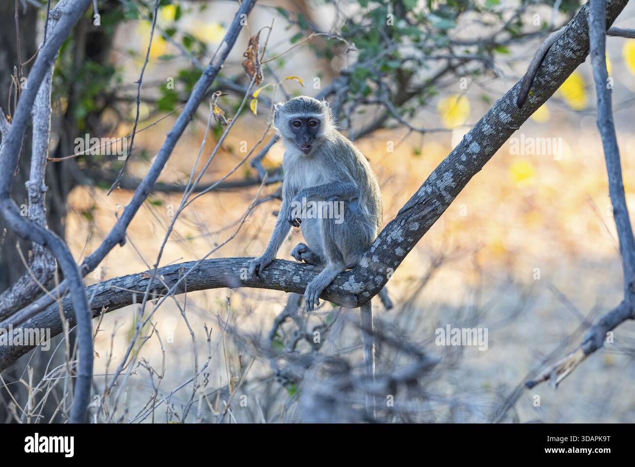 Vervet Monkey (Cercopithecus aethiops) South Luangwa NP Zambia August Foto Stock