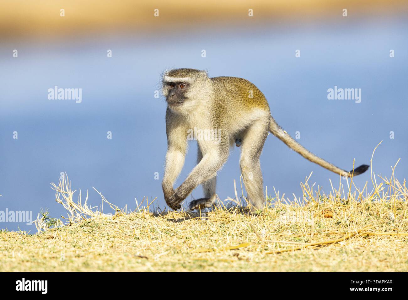 Vervet Monkey (Cercopithecus aethiops) South Luangwa NP Zambia August Foto Stock