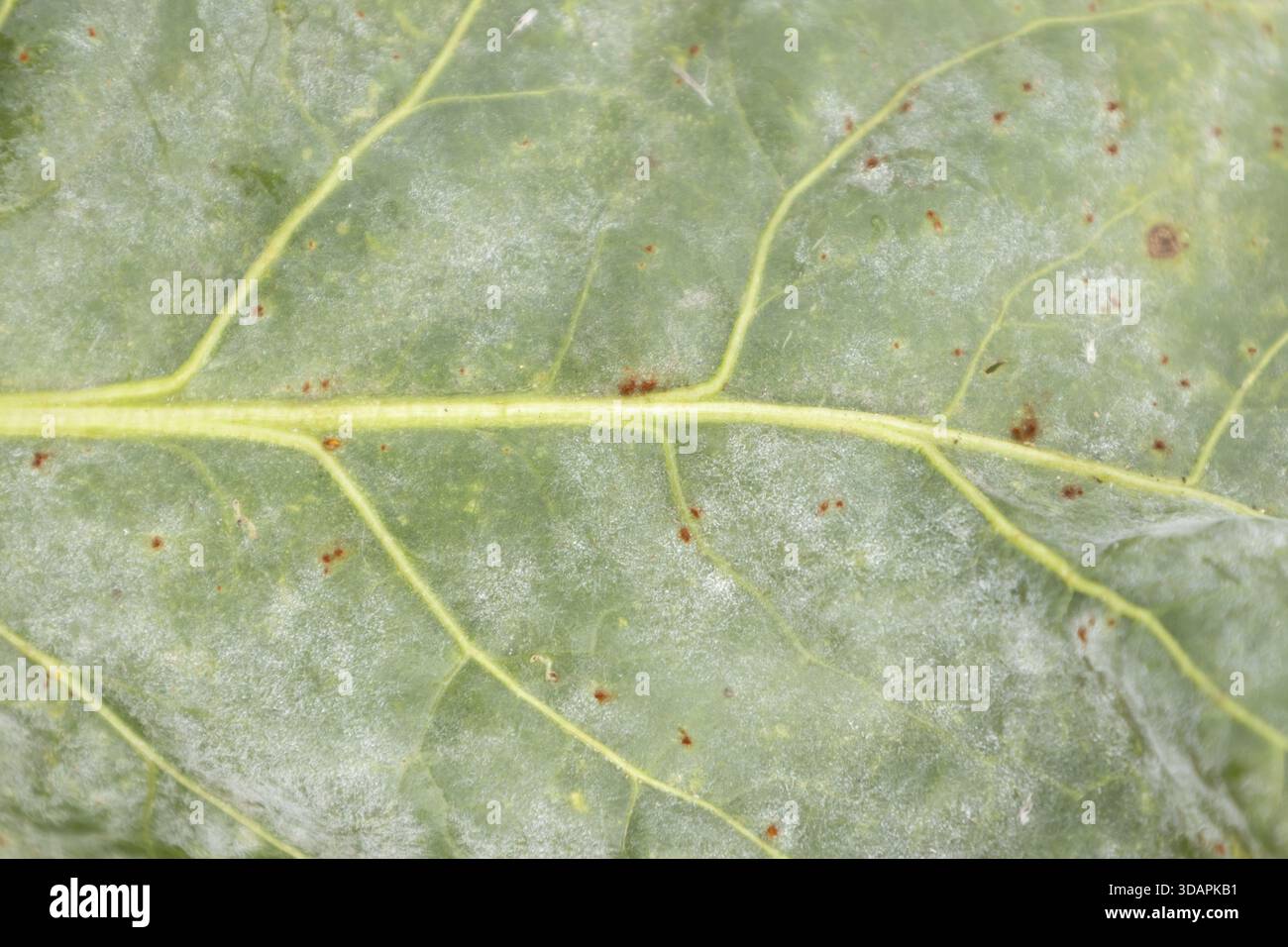Foglia di barbabietola da zucchero (Beta vulgaris) con ruggine (Uromyces betae) e muffa polverosa (patogeno delle piante fungine, Inghilterra, Regno Unito Foto Stock