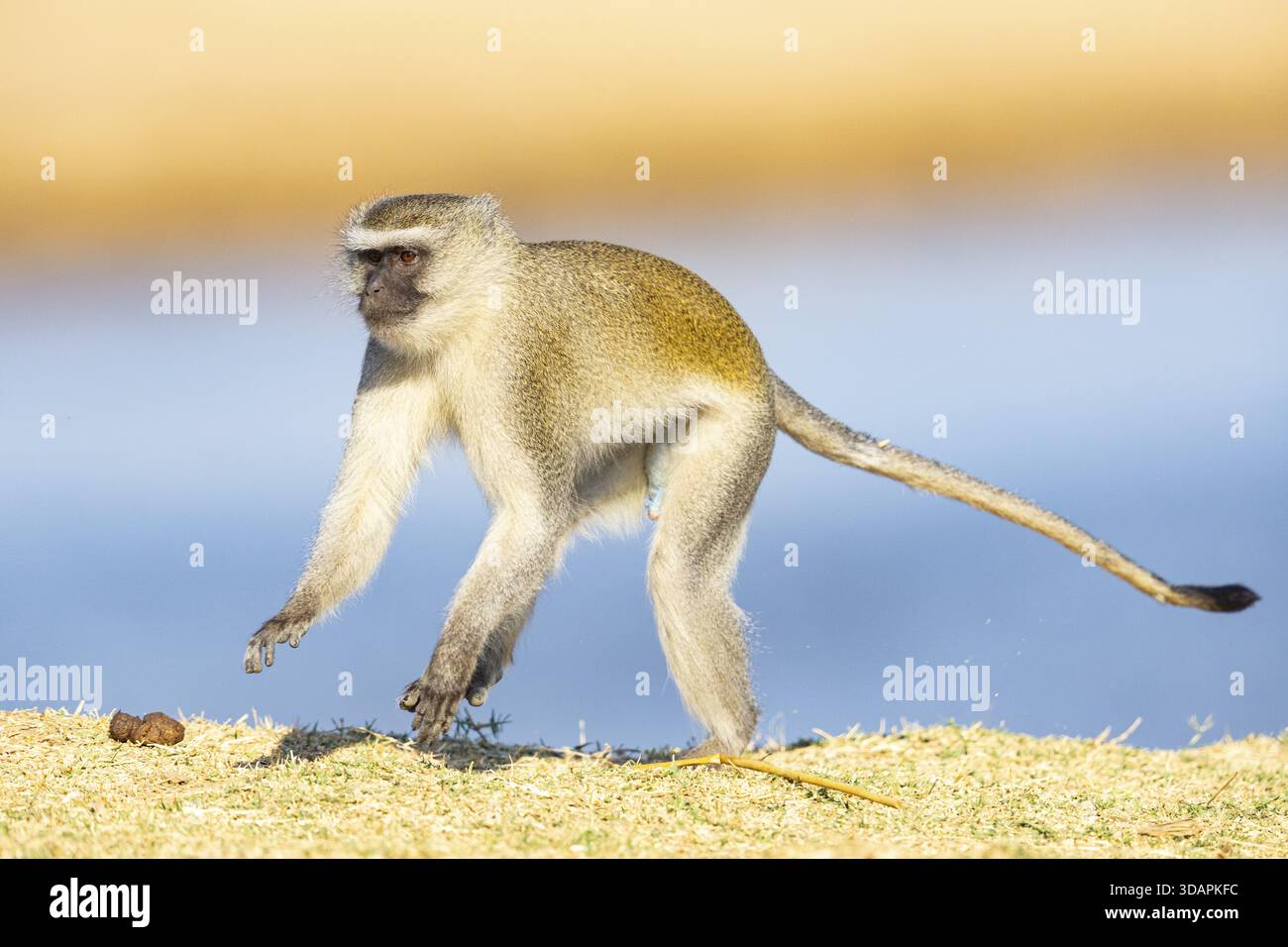 Vervet Monkey (Cercopithecus aethiops) South Luangwa NP Zambia August Foto Stock