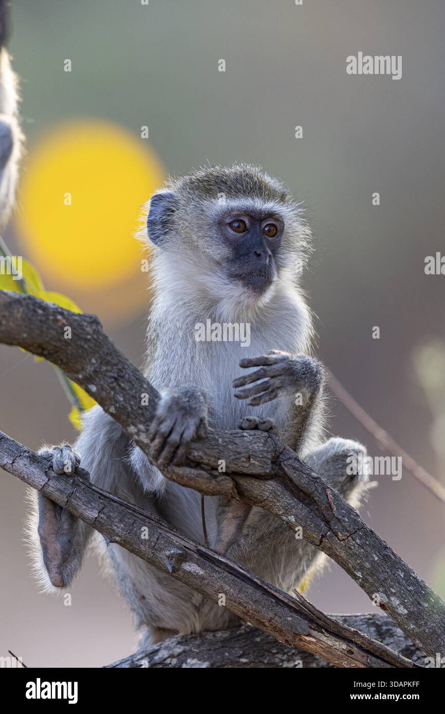 Vervet Monkey (Cercopithecus aethiops) South Luangwa NP Zambia August Foto Stock