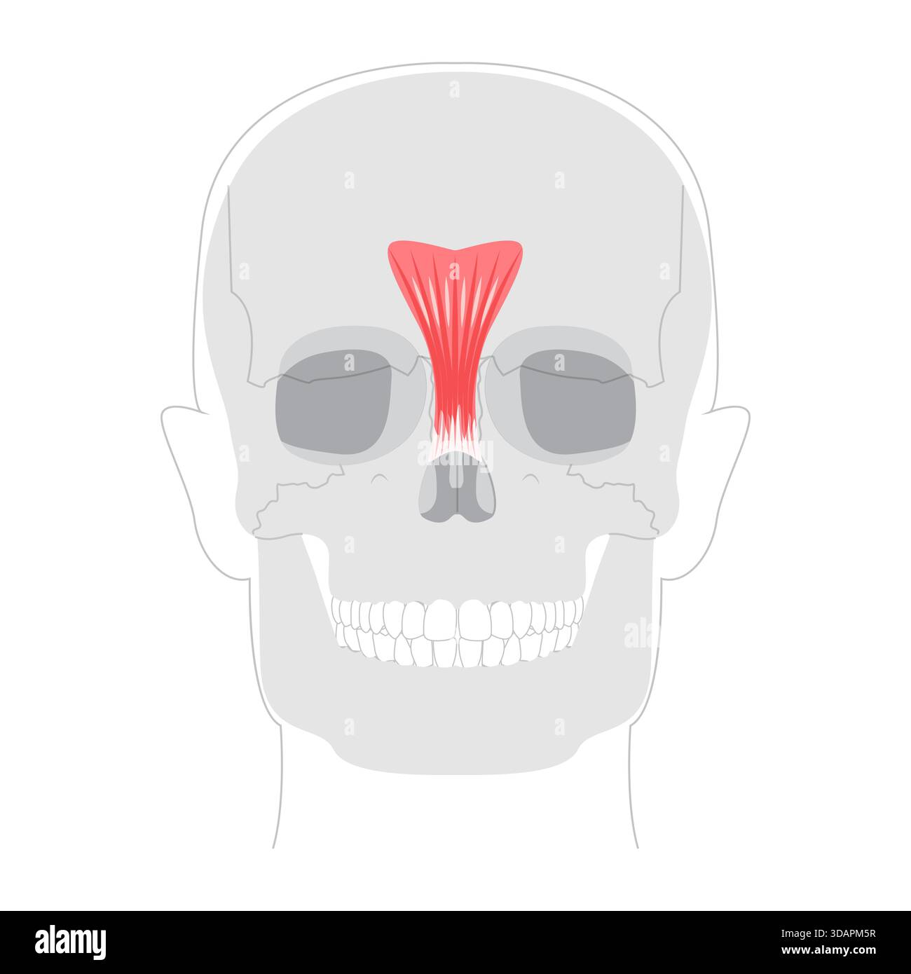 Procerus - muscolo nasale mostrato nel diagramma anatomico, responsabile di disegnare la pelle tra le sopracciglia verso il basso, esprimendo il riferimento medico e l'illustrazione educativa. Illustrazione Vettoriale
