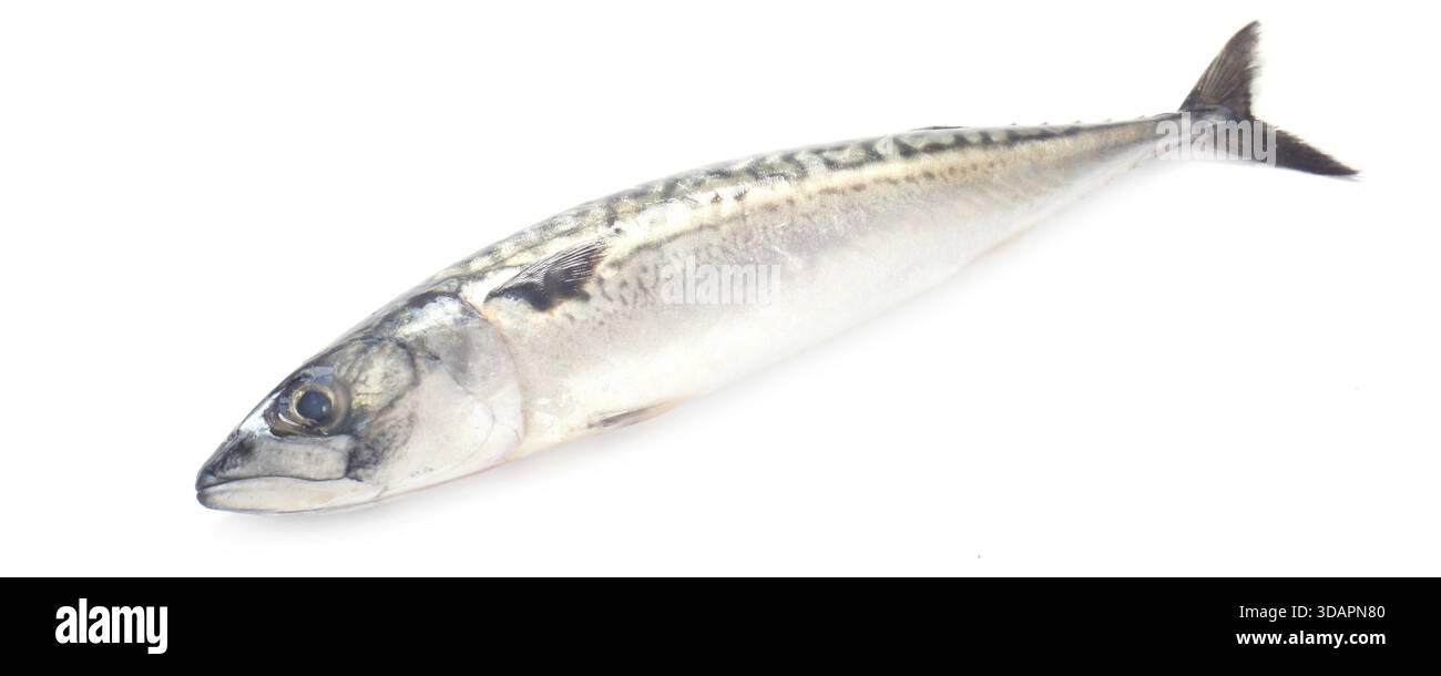 Cibo, sgombro fresco intero isolato su bianco Foto Stock