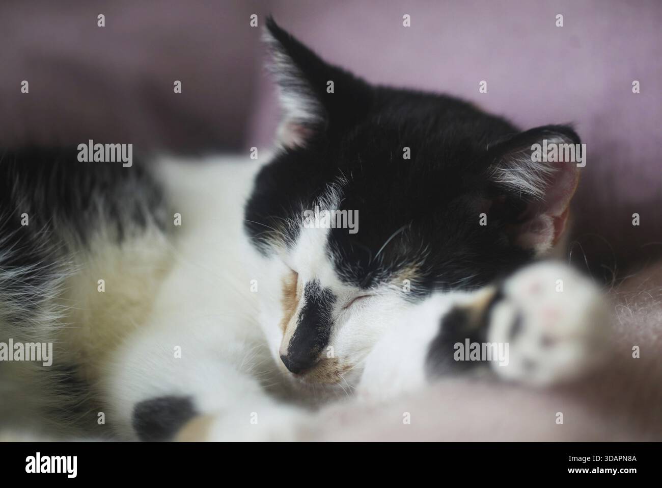 Cibo, giovane gatto Calico che dorme su Un divano rosa Foto Stock