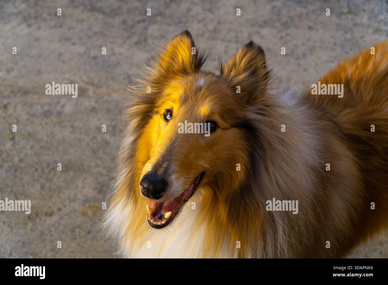 Un cane Collie marrone dorato viene catturato in un ritratto ravvicinato, testa e spalle, guardando in avanti con la bocca leggermente aperta, illuminata dal sole Foto Stock