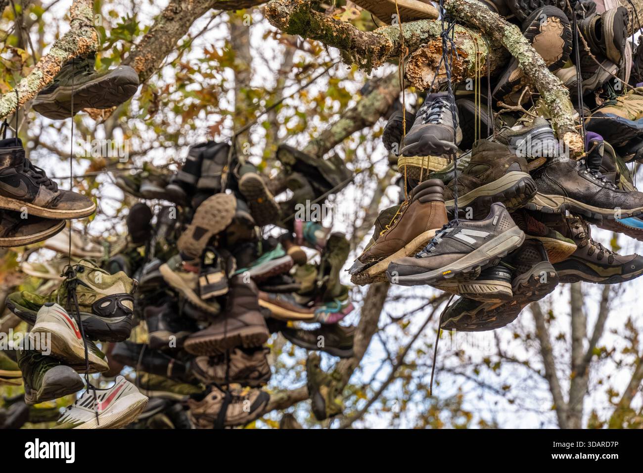 Boot tree sul sentiero Appalachian Trail, dove vasti gruppi di scarpe da trekking logorate appendono come frutta a Walasi-Yi, vicino a Blairsville, Georgia. (USA) Foto Stock