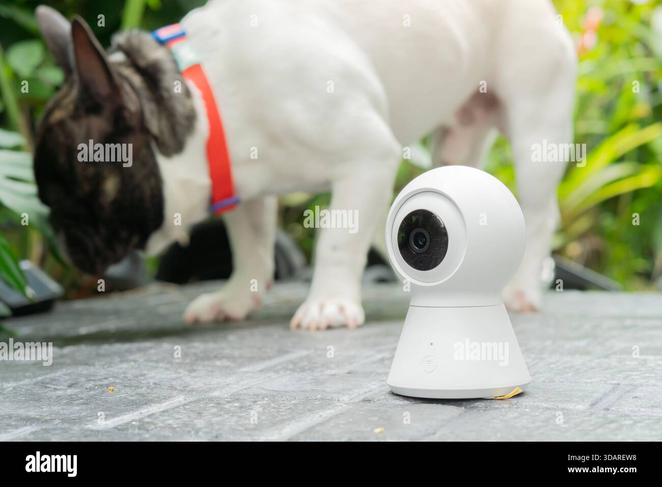 Telecamera di sicurezza wireless per il monitoraggio in giardino con un simpatico bulldog francese che gioca in giardino. Messa a fuoco selettiva. Foto Stock