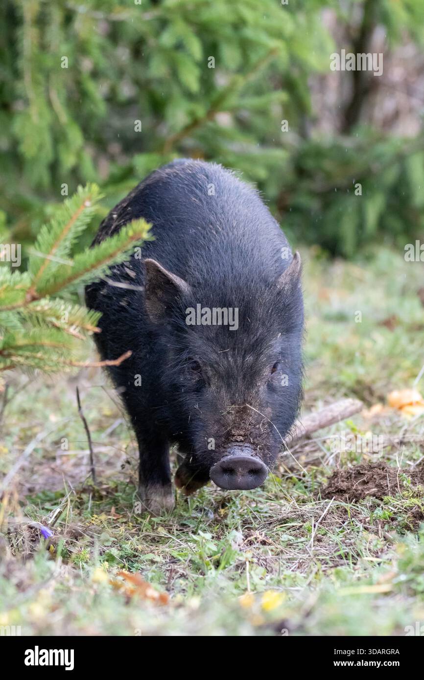 Un maiale dalle panciute fotografato dalla parte anteriore mentre si trova su un prato verde. Il ritratto evidenzia la forma caratteristica dell'animale, la sua b rotonda Foto Stock