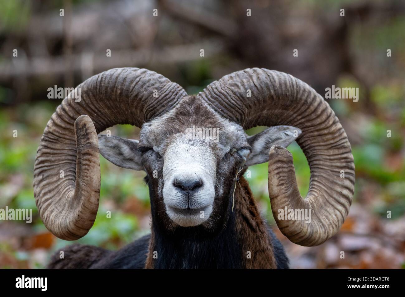 Un ritratto ravvicinato di un montone muflon che mostra un occhio distintivo, parzialmente compromesso. La vista dettagliata evidenzia le caratteristiche naturali e la consistenza di t Foto Stock