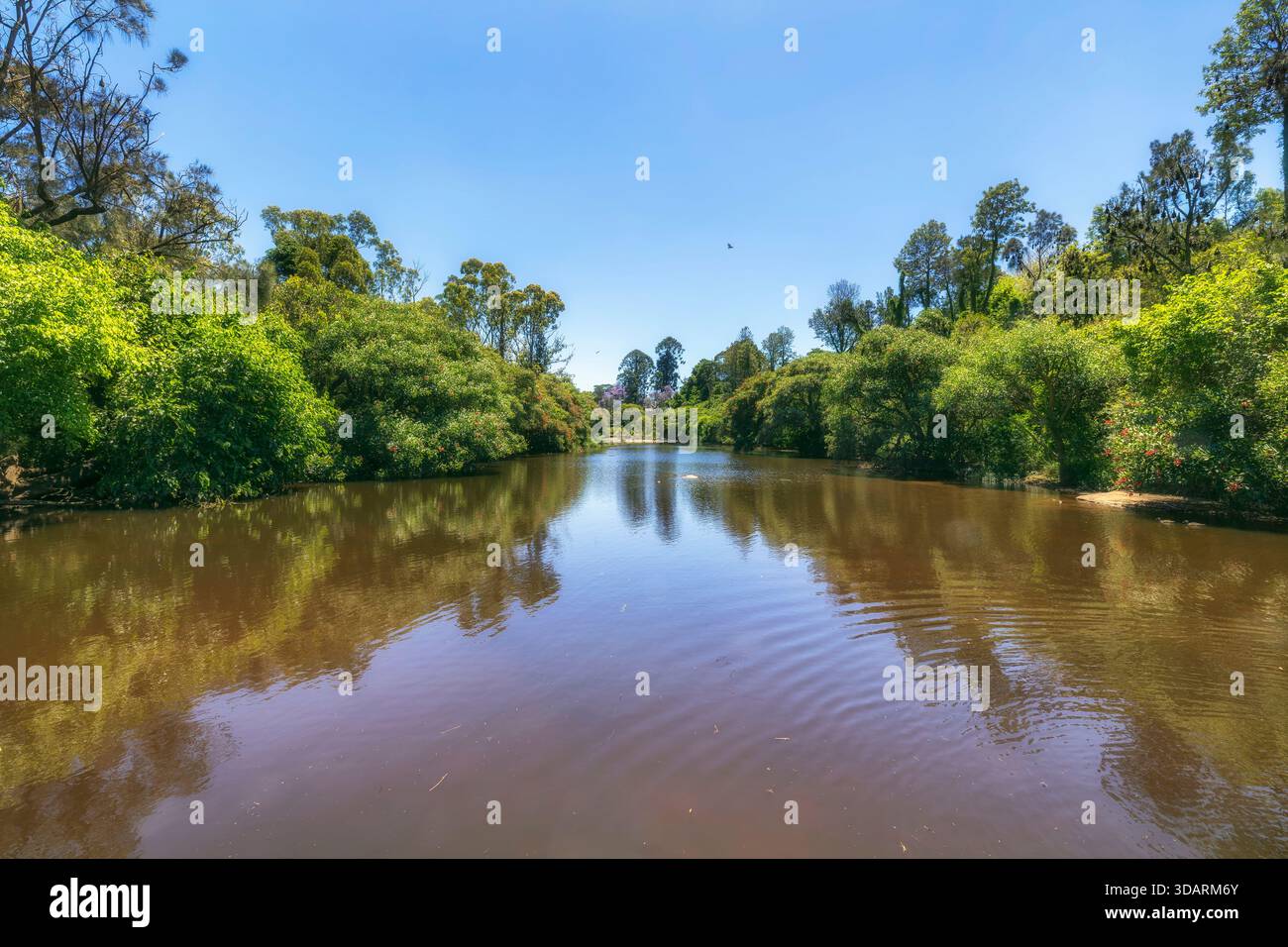 Il fiume Parramatta scorre attraverso il verde parco urbano nella parte occidentale di Sydney, in Australia, circondato da alberi e volpi volanti. Foto Stock