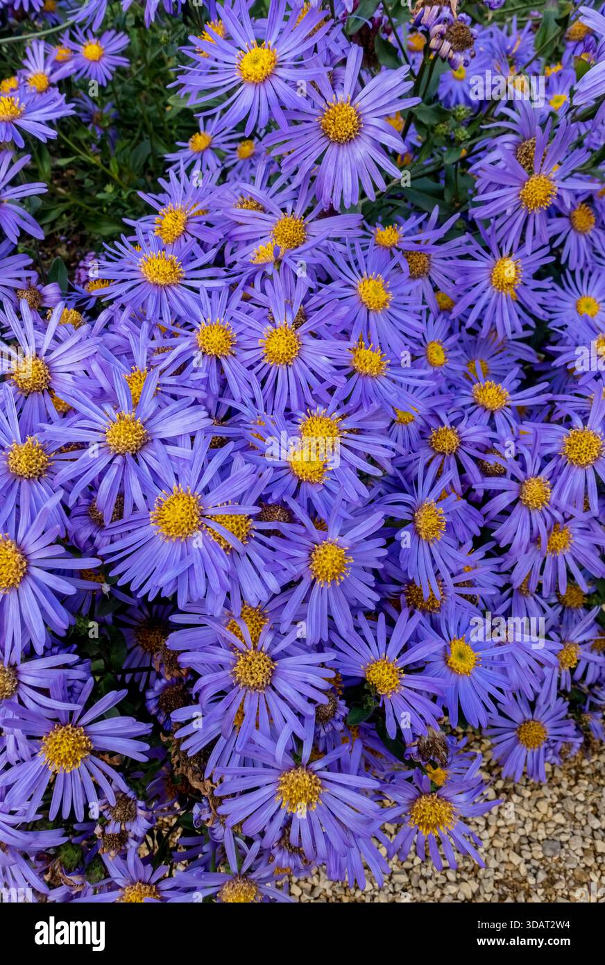 Primo piano di aster Michaelmas viola fiori a margherita fioritura in confine in autunno Inghilterra Regno Unito Regno Unito Gran Bretagna Gran Bretagna Foto Stock