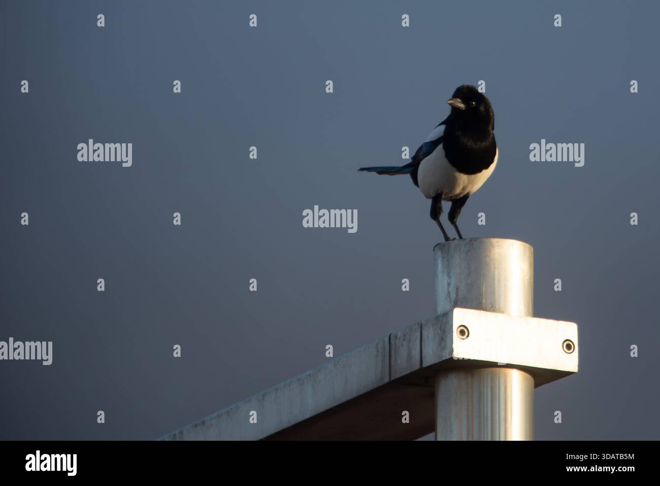 Magpie appollaiato su una recinzione metallica al tramonto. Uccello urbano della famiglia dei corvidi. Spazio vuoto per le lettere. Foto Stock
