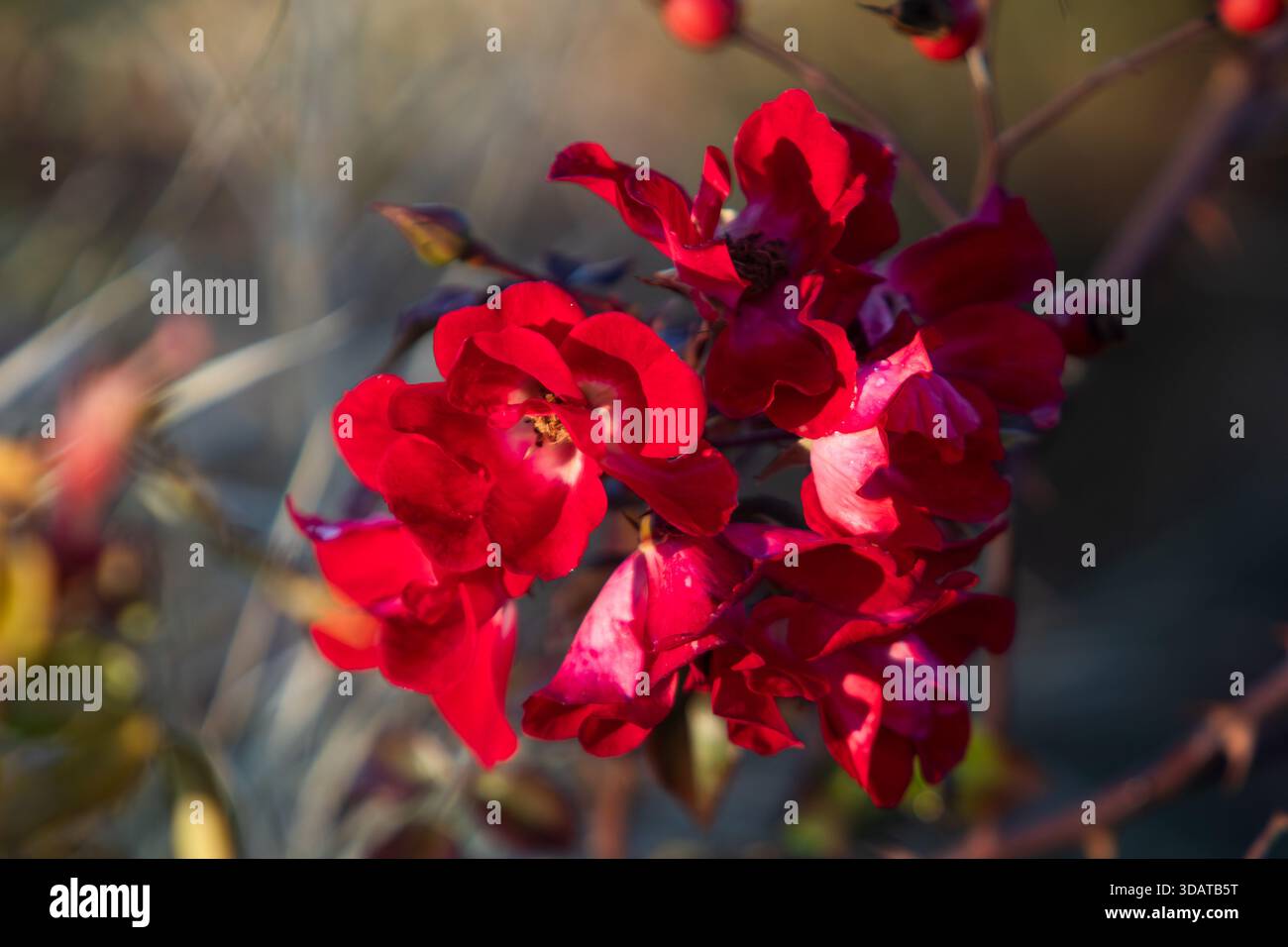 Arbusto a fiore rosso, una specie nota come "Fairy Rood", utilizzata nel giardinaggio per scopi paesaggistici. Foto Stock