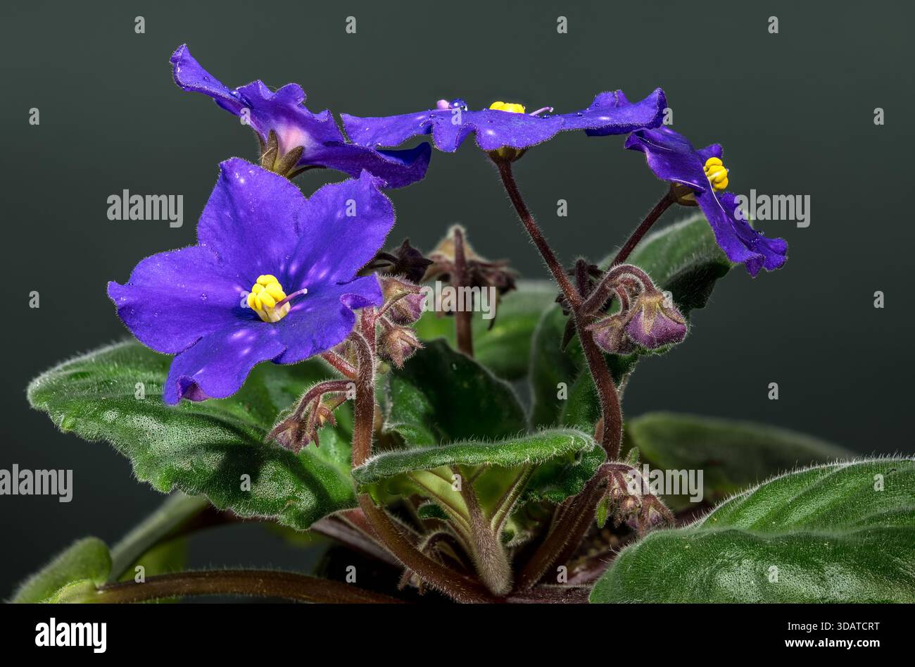 Vibranti violette africane maculate su sfondo scuro Foto Stock