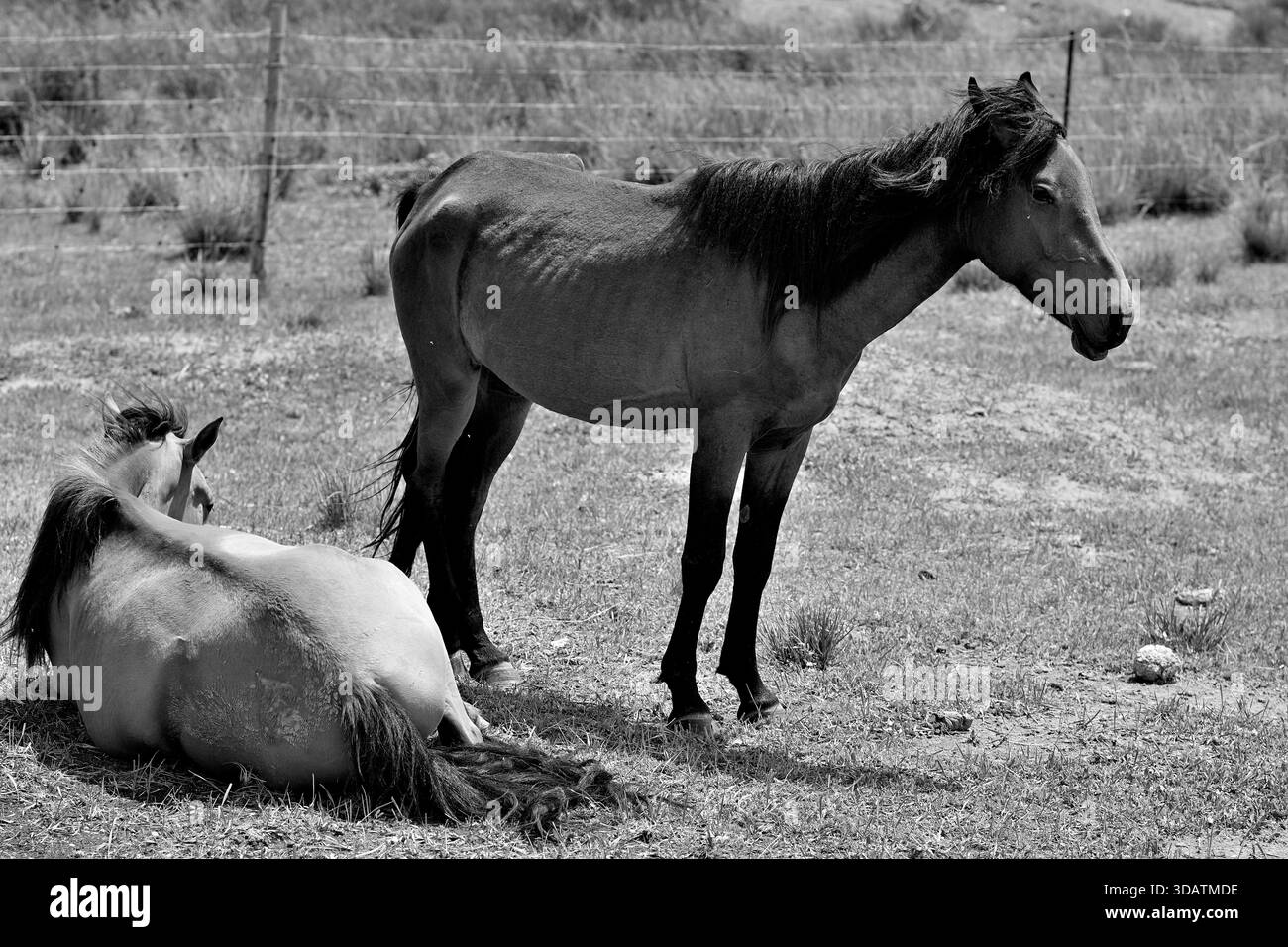 Due cavalli selvaggi in un campo erboso, uno in piedi e uno sdraiato. Foto Stock